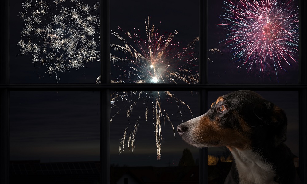 Avertismentul specialiștilor: Artificiile de Anul Nou poluează masiv și sperie animale de companie. Unele pot face infarct