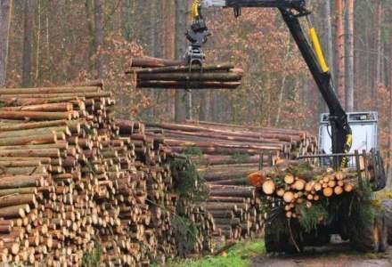 Analiză: Cantitatea de lemn exploatată anual în România este în scădere. Cum este afectat PIB-ul