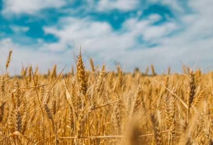 Deși ne credem grânarul Europei, România a fost doar al cincilea producător de cereale din UE în 2022