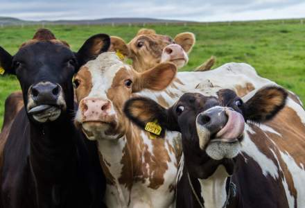 Eurostat: Bulgaria și România, pe ultimele locuri în UE la producția de lapte de vacă