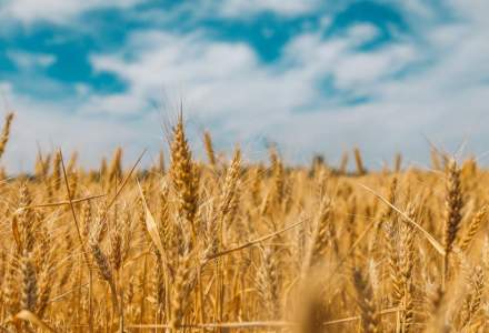 Continuă problemele pentru agricultură: secetă și prețuri mici la materia primă. Situația se reflectă direct în veniturile Agroland
