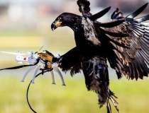 Vulturii anti-drone, folositi...