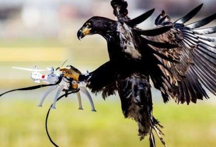Vulturii anti-drone, folositi dupa teste care au inregistrat succes [VIDEO]