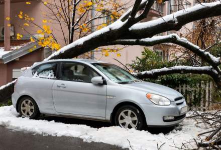 Copaci căzuţi şi autoturisme avariate în Bucureşti și Giurgiu din cauza vremii nefavorabile