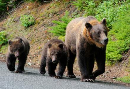 Urşii terorizează de o săptămână angajaţii și pacienții unui spital din Neamț