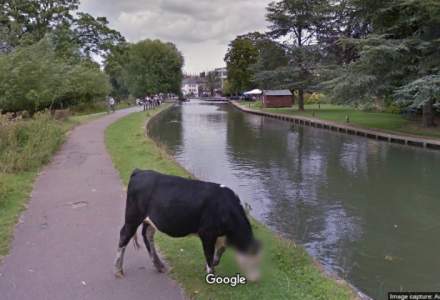 Google Street View a estompat intr-o fotografie online "chipul" unei vaci din Cambridge