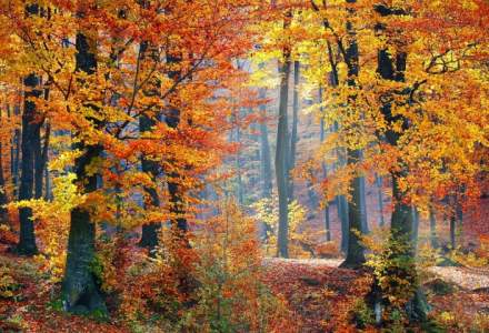 Romania este printre ultimele tari din UE la acoperire forestiera. 2,2 milioane hectare asteapta sa fie impadurite
