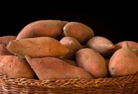 Tabara: O oferta buna la cartofi, dar preturile nu vor scadea foarte mult