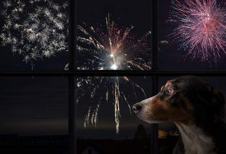Avertismentul specialiștilor: Artificiile de Anul Nou poluează masiv și sperie animale de companie. Unele pot face infarct