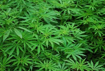 Aproape 100 de kilograme de cannabis, confiscate de la persoane suspectate de trafic si cultivare de droguri