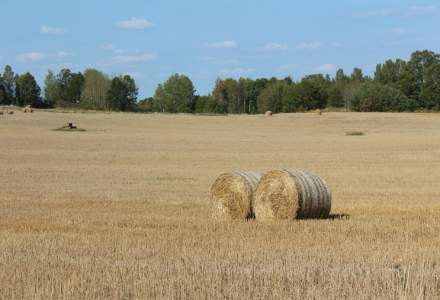 Capacitatea de depozitare a cerealelor din Romania a crescut cu 34% in ultimii cinci ani