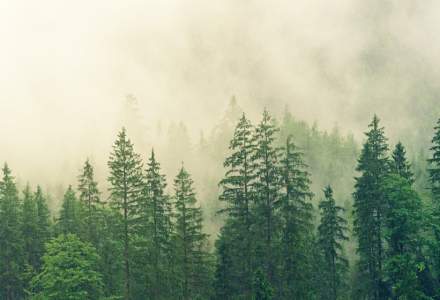 Romsilva: Toate pădurile aflate în grija statului sunt „certificate”. Ce înseamnă asta pentru cei care defrișează ilegal