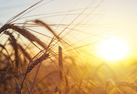 România și alte 4 state est-europene cer taxe de import pentru cerealele ucrainene, din cauza pierderilor suferite de fermieri