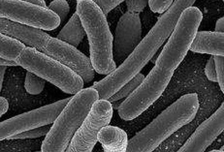 Epidemia de E.coli, cea mai grava de acest tip din lume