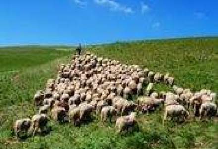 APIA: 48.000 de cereri pentru platile nationale la ovine si caprine