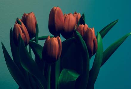 Floria.ro: Lalelele, freziile și zambilele sunt cele mai comandate flori de 8 martie
