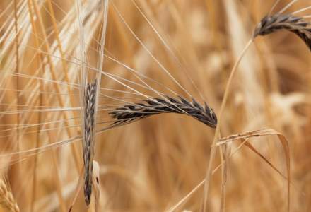 Uniunea Europeană pregătește sancțiuni pentru cerealele din Rusia și Belarus