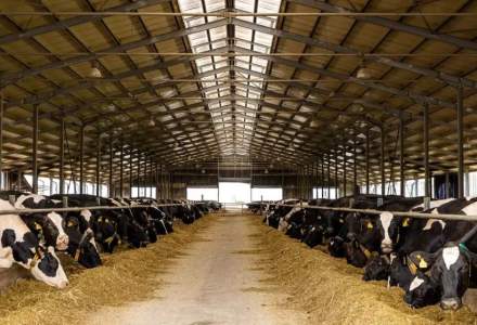 DN Agrar Group a afişat un profit net în creştere cu 63%, în 2023. Producţia de lapte de vacă, motorul principal al creșterii