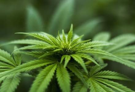 Germania legalizează marijuana. Nemții vor avea voie chiar să cultive plantele acasă