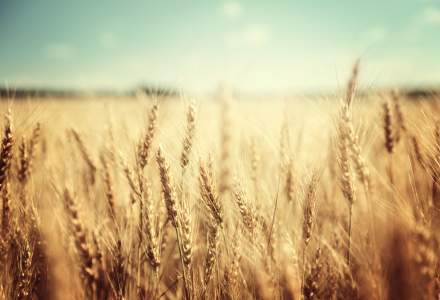 Ce se întâmplă cu prețul grâului: a avut parte de o călătorie de-a „dreptul nebună”
