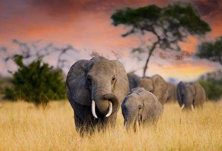 Botswana amenință că va trimite 20.000 de elefanți în Germania. Care este motivul
