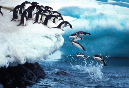 Gripa aviară răpune și pinguinii. După ce au murit mii de exemplare, oamenii de știință investighează