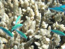Surpriză submarină: Coralii...