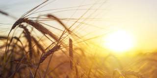 Oportunități de agribusiness: județul situat pe primul loc în România la suprafață arabilă creează premise pentru investiții