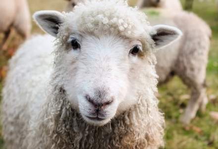 Ministrul Agriculturii: Sunt 12 milioane de oi in Romania, putem face 12 milioane de plapumi pentru saraci