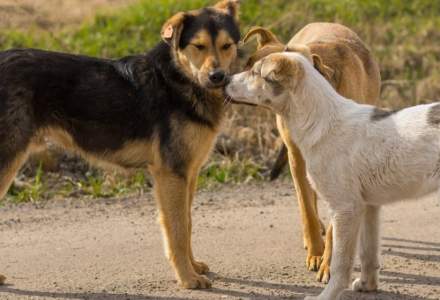 Municipalitatea va steriliza și microcipa 10.000 de câini din București. Când începe campania