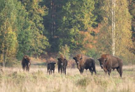 Metode alternative de reducere a poluării: Cum reușesc bizonii din munții României să capteze CO2-ul de la mașini