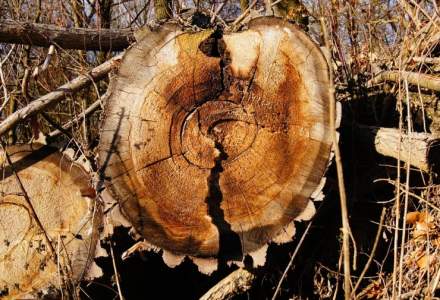 Klaus Goetz, Hornbach: Vom reduce volumul de produse din lemn achizitionat de la Schweighofer cu 90%