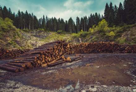 Raport Greenpeace: Aproape 10.000 de cazuri de taieri ilegale de arbori au fost inregistrate anul trecut