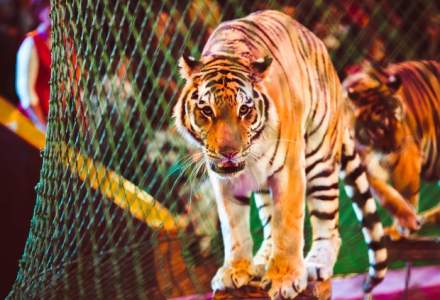 Animalele salbatice sunt interzise de astazi la circ, in Romania