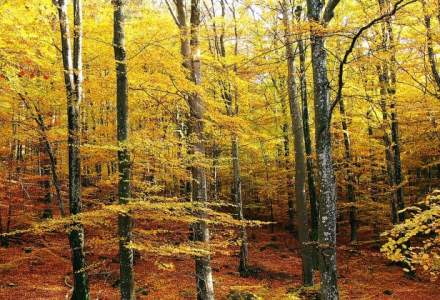 Peste 24.000 de hectare de paduri de fag din Romania au fost incluse in Patrimoniul Mondial Natural al UNESCO