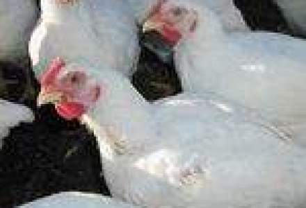 Transavia pariaza 10 milioane euro pe fermele avicole