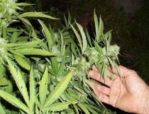 Plantatie de cannabis...