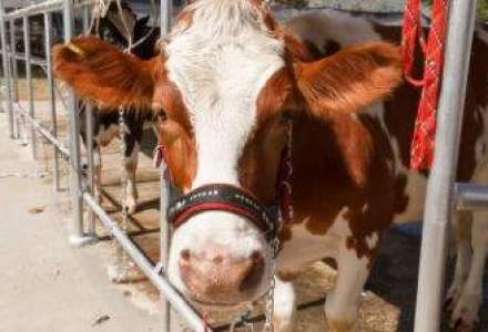 Procesatorii au colectat mai putin lapte de vaca in 2011