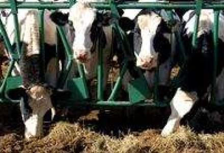 Productia de lapte de vaca a crescut cu 13,3%