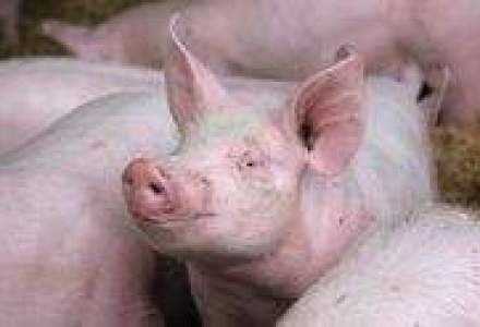 Mai multe bovine si porcine sacrificate in februarie