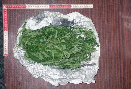 IGPR: Peste 72 de kilograme de canabis confiscate de politisti in Bucuresti si judetele limitrofe