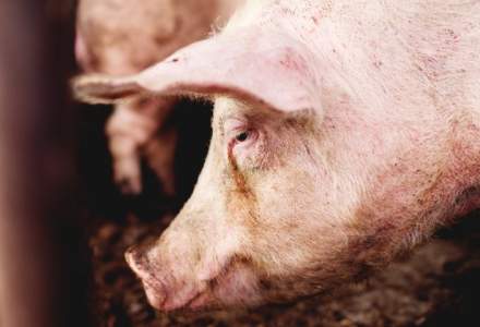 ANSVSA: Virusul pestei porcine Africane, confirmat la porcii unei gospodarii din judetul Bihor