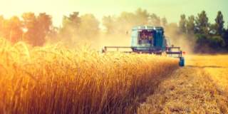 Bursa cerealelor: cum au evoluat preturile la poarta fermei inainte de inceperea recoltarii din 2018