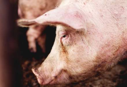 MADR: Documentul privind aparitia pestei porcine in Romania a fost depus la Administratia Prezidentiala