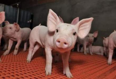 Romania nu a solicitat UE niciun ajutor suplimentar pentru pesta porcina. Banii asteapta sa fie ceruti