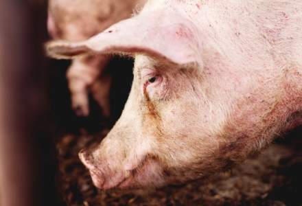 Belgia vrea masuri urgente la nivel european pentru a stopa raspandirea pestei porcine africane