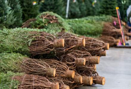 Romsilva: 453 de brazi confiscati la inceputul sezonului de iarna din taieri ilegale