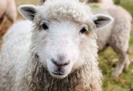 Romania poate exporta carne de oaie si ovine catre Iran
