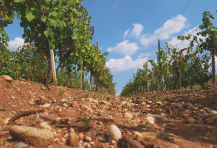 Vinarte mizeaza pe vinuri premium si turism viticol pentru vanzari de 12 mil. lei in 2019