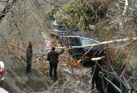 EXCLUSIV: Cati copaci au fost taiati in Bucuresti si cat costa operatiunile
